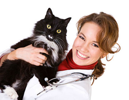 Ветеринар для вашей кошки